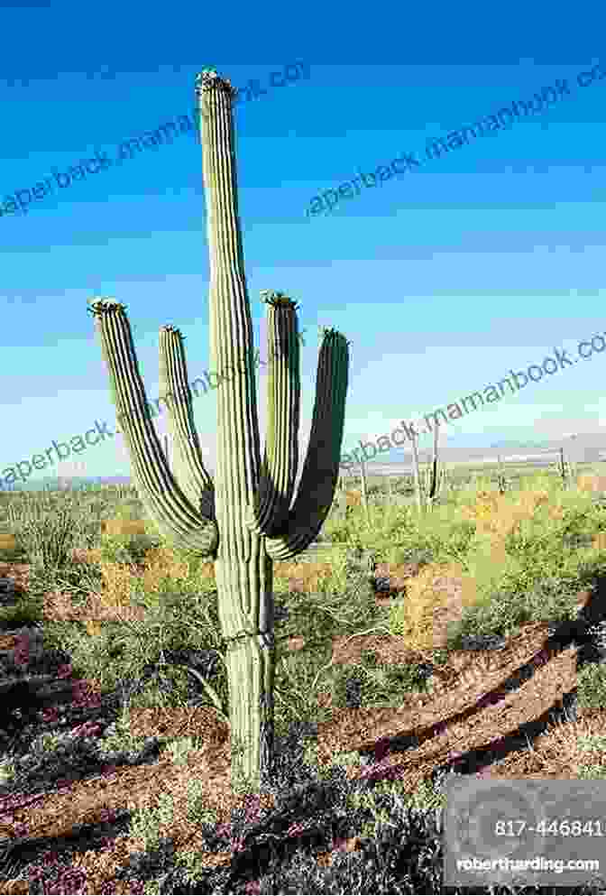 A Majestic Saguaro Cactus Reaching Towards The Sky In The Sonoran Desert. CACTI AND SUCCULENT GARDENING: How To Grow And Care For Cacti And Succulent Plant