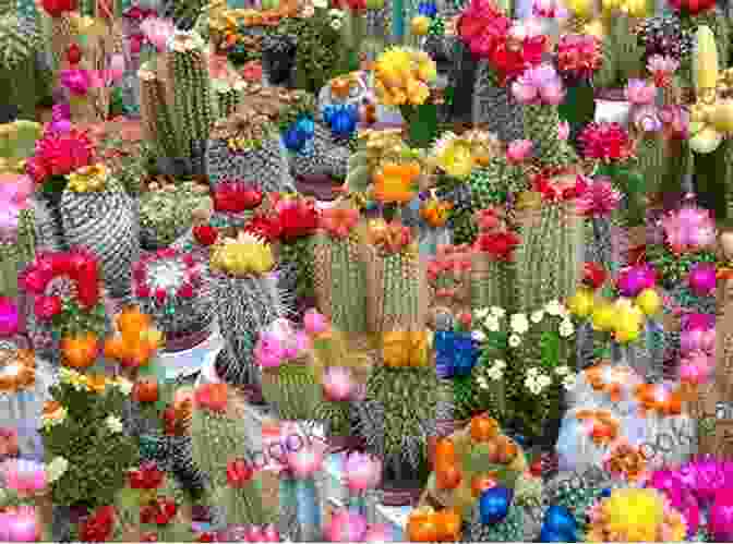 A Stunning Cactus Garden Featuring A Variety Of Shapes, Sizes, And Colors. CACTI AND SUCCULENT GARDENING: How To Grow And Care For Cacti And Succulent Plant