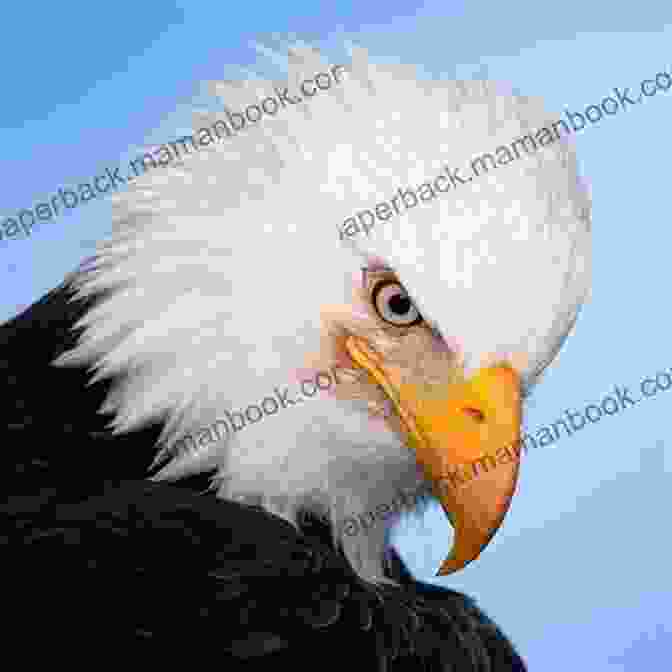 A Vibrant, Close Up Portrait Of America Bird, A Majestic Eagle With Piercing Eyes And A Determined Expression. The Bald Eagle: The Improbable Journey Of America S Bird