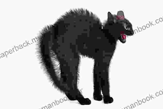 Cat With Arched Body Posture, Indicating Aggression Or Playfulness How To Understand Your Cat S Body Language