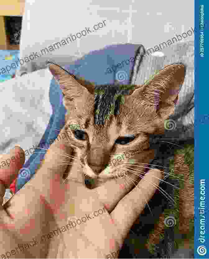 Cat With Eyes Half Closed, Expressing Contentment Or Affection How To Understand Your Cat S Body Language