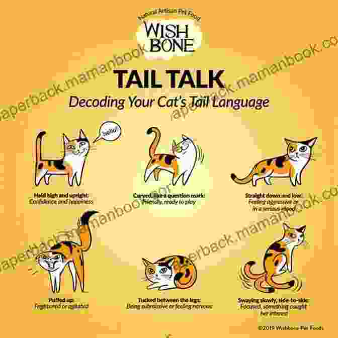 Cat With Tail Lashing, Expressing Agitation Or Irritation How To Understand Your Cat S Body Language