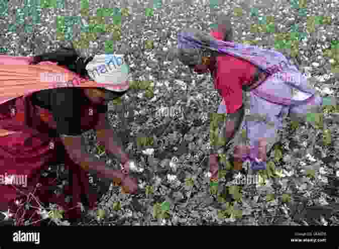 Cotton Fields In India Fugitive Denim: A Moving Story Of People And Pants In The Borderless World Of Global Trade