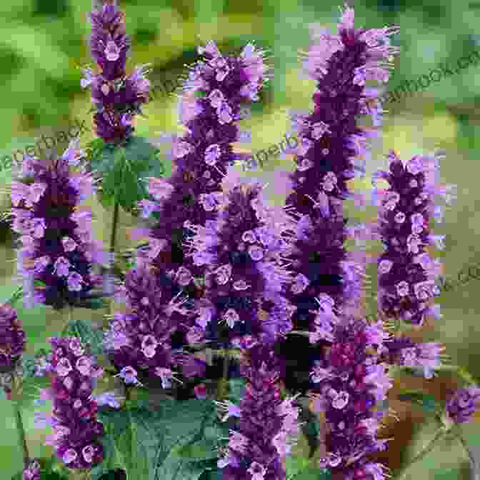 Elegant Agastache 'Blackadder' With Its Purple Black Flower Spikes A Flower Conceived Judy Folger