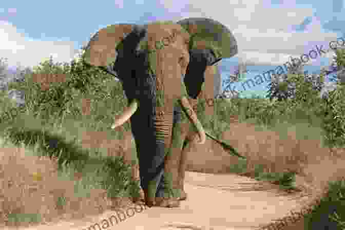 Ellie The Elephant, A Majestic African Elephant, Walking Through The Savannah Ellie The Elephant