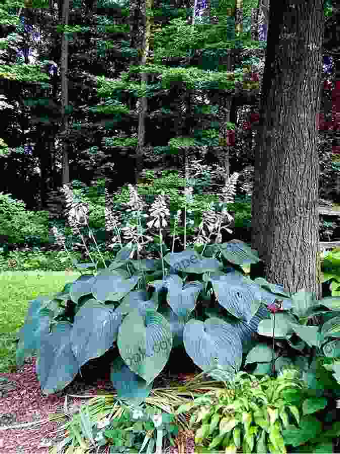 Magnificent Hosta 'Blue Angel' With Its Enormous, Heart Shaped Blue Green Leaves A Flower Conceived Judy Folger