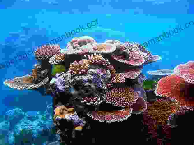 Photograph Of A Coral Reef. SeaSpray17: Ocean Photography Haiku Poetry