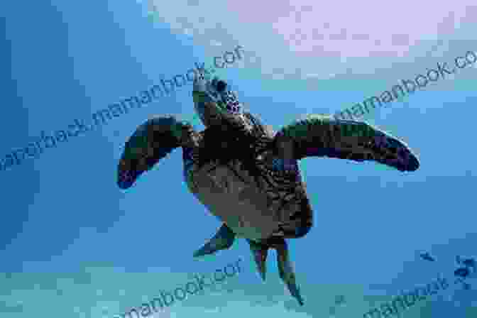 Photograph Of A Sea Turtle Swimming In The Ocean. SeaSpray17: Ocean Photography Haiku Poetry