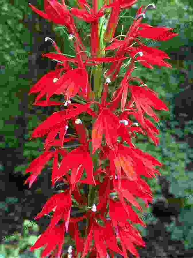 Vibrant Cardinal Flower In Full Bloom A Flower Conceived Judy Folger
